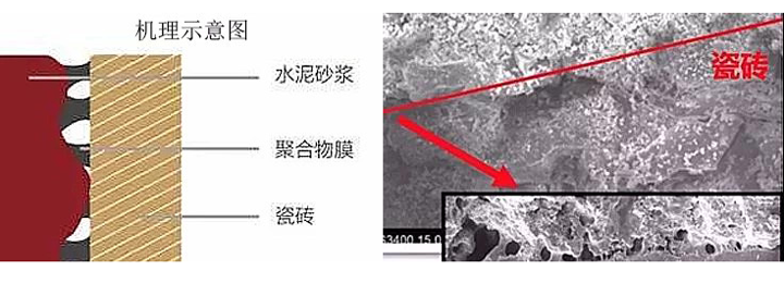 瓷磚粘結劑粘貼機理示意圖